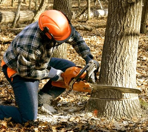 Tree Removal in Fountain, NC